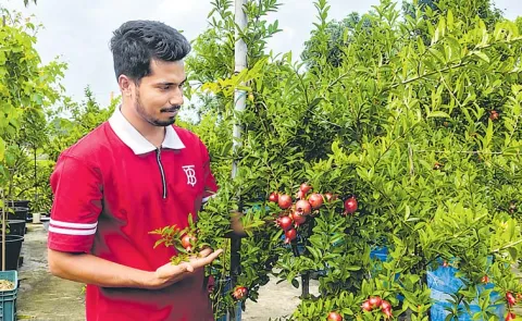 Chemical Free Pomegranate Sagubadi Story