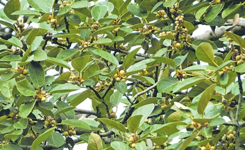 Sagubadi: Kaljivvi Cultivation And Medicinal Benefits