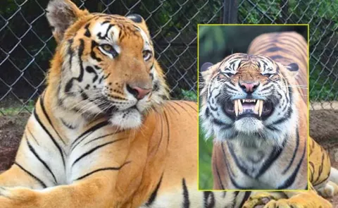 Tiger Undergoes Root Canal Treatment At Bannerghatta Zoo Karnataka