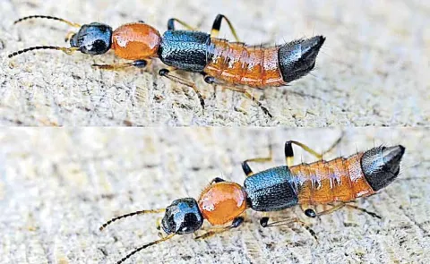 Acid bug causing a stir in Kadiyam nursery