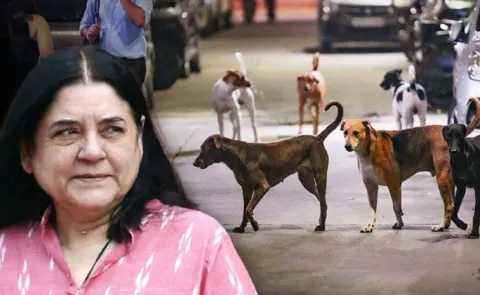 Stray Dog Menace Will End in 2 Years Claims Maneka Gandhi