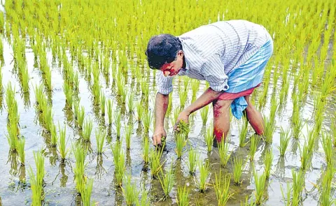 Guest Column Special Story On Crops Grown By Farmers
