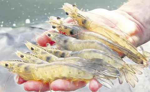 White gut symptoms in aquaculture ponds