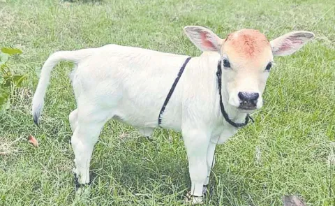 Beautiful Calf Of The Punganur Breed