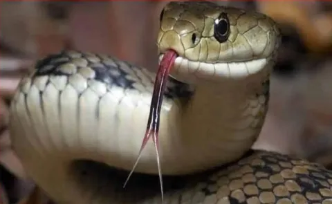 drunk jharkhand man eats two snakes attempts to catch a third
