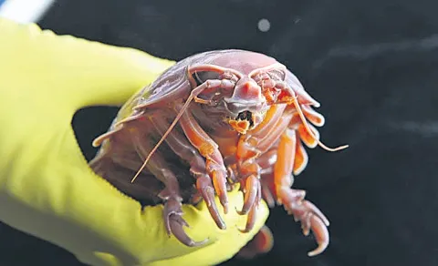 super giant isopod can survive without food for five years