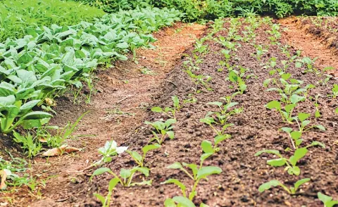 Changes In Crop Yields Due To The Impact Of El Nino Measures Sagubadi
