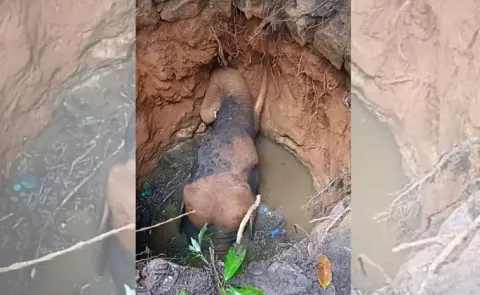 Wild Elephant Falls Kerala Well