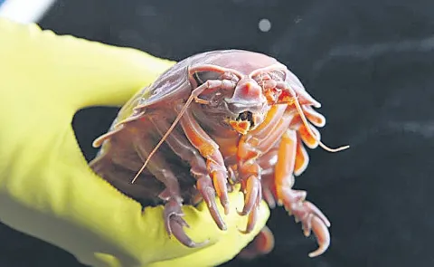 Researchers reveal how supergiant deep sea isopods survive years without food