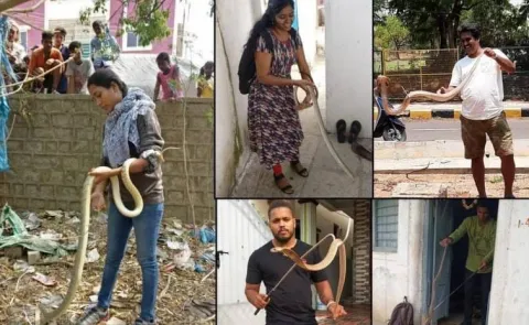 Snake Menace on the Rise in Hyderabad Following Intermittent Rains