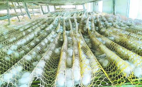 The silk industry is going through tough times