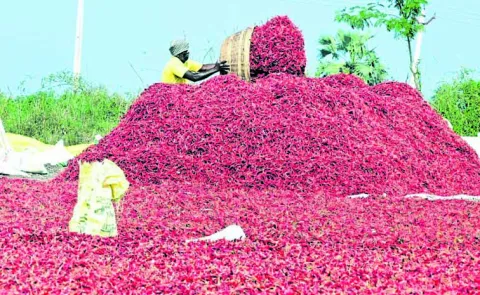Bad publicity on dried chilli exports