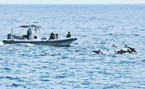Dolphins adventurous journey in the depths of the ocean15