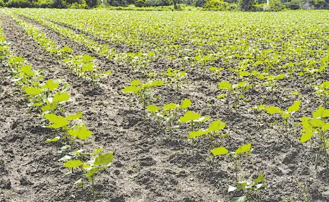 Cotton sowing has reached 46. 33 lakh acres in Telangana