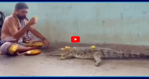 Priest Performs Rituals To Crocodile For Rain In Gadwal Dist 1
