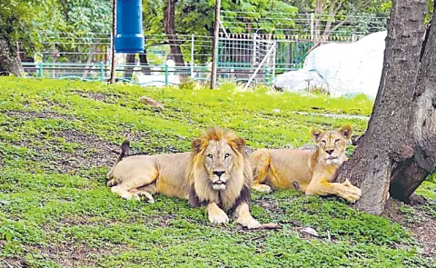 World Lion Day Celebrations At Nehru Zoological Park In Hyderabad