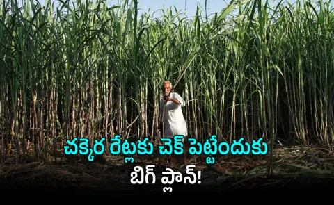 India to Restrict Sugarcane Use for Ethanol Amid Rising Sugar Prices