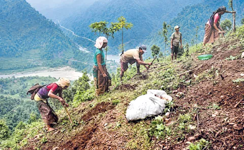 Sakshi Guest Column On Tribal Crop cultivation