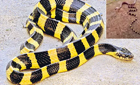 Banded krait Venomous Snake In warangal
