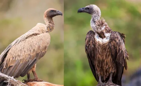Nigeria Vulture Conservation Vulture King