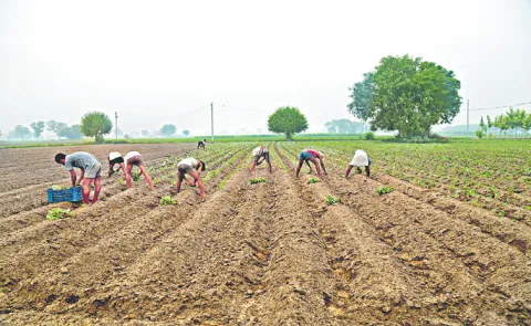 Sakshi Guest Column On India agricultural policies