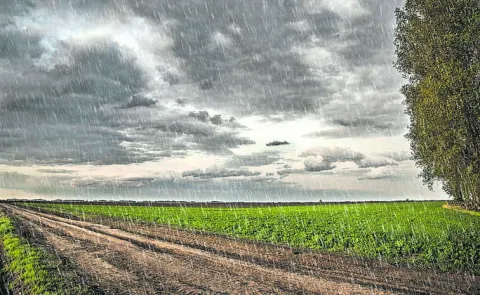 Agricultural experts say that balanced rainfall is good for cultivation