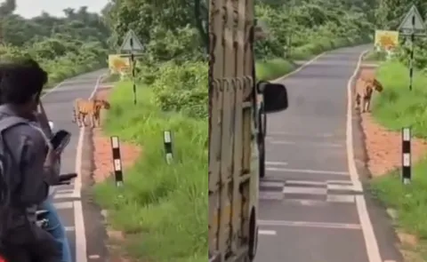 Tiger Video From Maharashtra Highlights Growing Risk Of Wildlife Tourism