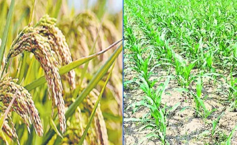 Sagubadi: Crop Rotation Reduces Pests And Pesticide Use