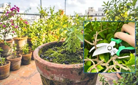 Sagubadi: 3g Cutting For More Yield In Terrace Garden