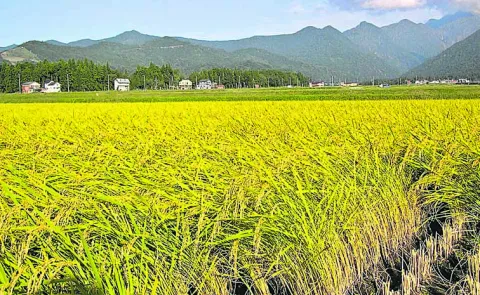 Significantly increased rice cultivation
