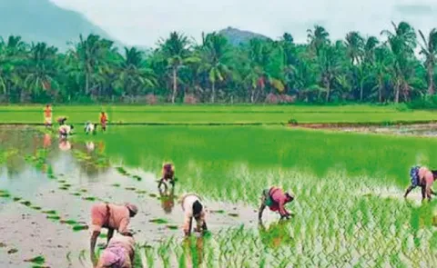 AP Extends Deadline for Yield-Based Crop Insurance