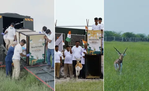 20 Blackbucks Released into Kutch Banni Grasslands