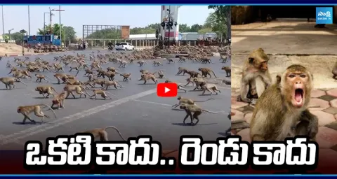 Hundreds Of Monkeys Swarmed the Village In Hanamkonda and Nirmal 1