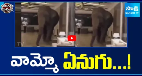 Elephant Viral Video In Social Media Garam Garam Varthalu  1