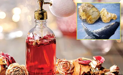Ambergris Whale Vomit Used In Perfume Making Facts