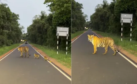 tigress with three cubs crosses road at tadoba viral video