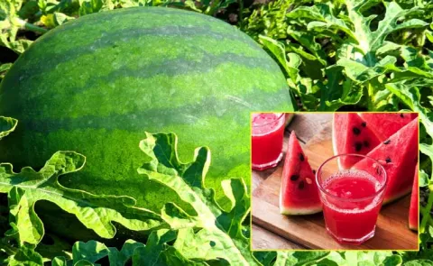 Watermelon Health Benefits And Interesting Facts