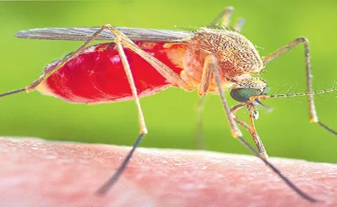 World Mosquito Day: Mosquito Borne Diseases And Awareness13