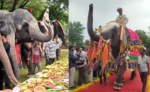 21 elephant fashion show in Jaipur walks ramp with 62 lakh jewellery