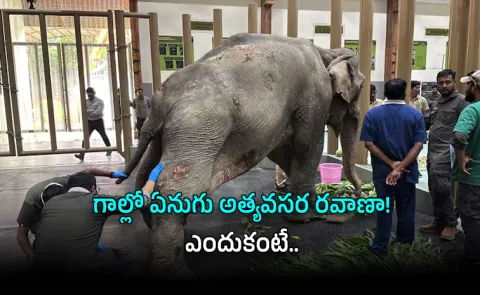 Assam Elephant Airlifted How Vantara Saved Injured Joymathi via Air Charter