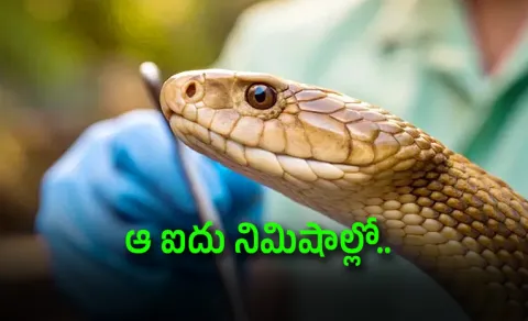 Snake Bite: Can You Really Do What Movies Show?