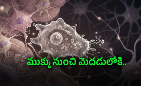 Girl contracted brain eating amoeba 