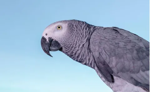 UK Man Reunited With Stolen Pet Parrot 9 Years After 14