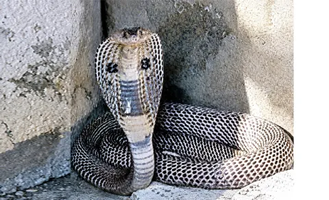 NaguPamu In Sangameswara Swamy Temple