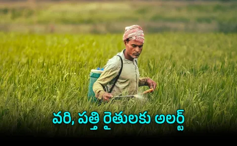 India Bans Carbosulfan Chemical Threatening Farmers Agriculture