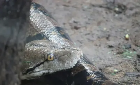 India Tops World in Snakebite Cases with Up to 1 3 Million Incidents Annually Global Study