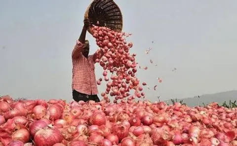 Onion Price Surge Sparks National Alarm Why Costs Keep Climbing