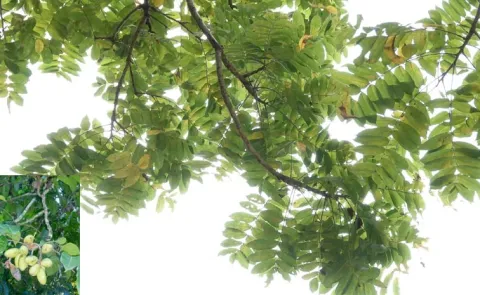 Sagubadi: Forest Fruit Grey Downy Balsam Benefits14