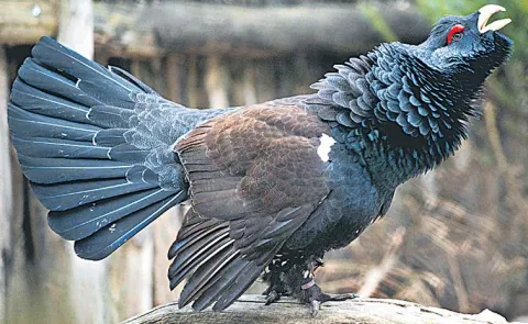 Wood Grouse Bird Goes Temporarily Deaf While Singing