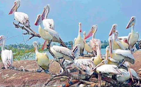 Half of the eleven thousand migratory bird species are at risk of extinction